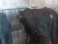 Ցուլ, Russian Black pied cattle — լուսանկար 3