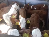 सांड, Simmental cattle — फ़ोटो 4