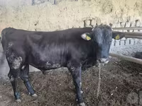Ցուլ, Red Estonian cattle — լուսանկար 5
