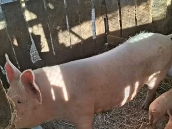 Sow, Крупная белая