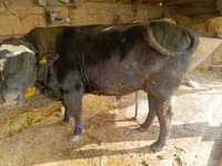 Touro, Swiss cattle — foto 1