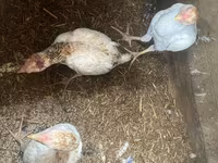Chickens — Foto 4