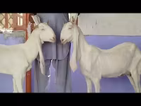 Էգ այծ, Gulabi goats — լուսանկար 5