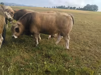 Ցուլ, Aubrac cattle — լուսանկար 2