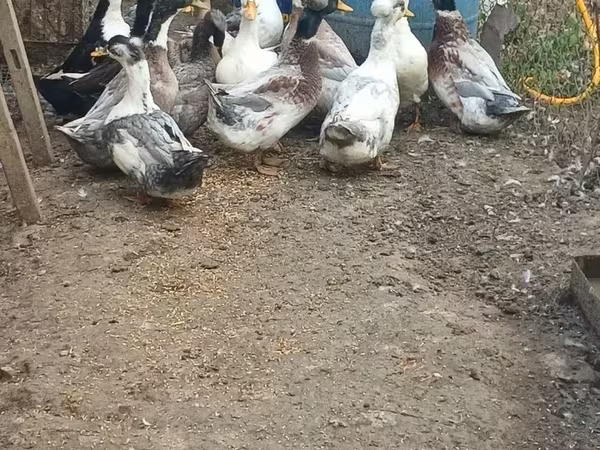 American Pekin