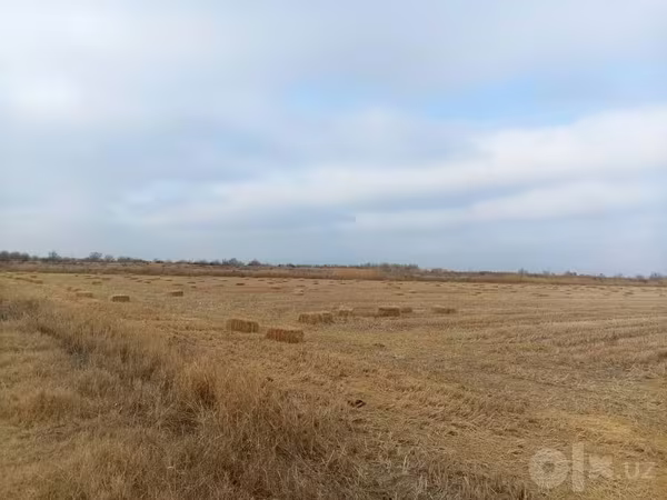 Шоли сомон прес сотилади 6500 сум