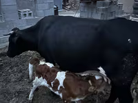 Cow, Latvian Blue cattle — photo 1
