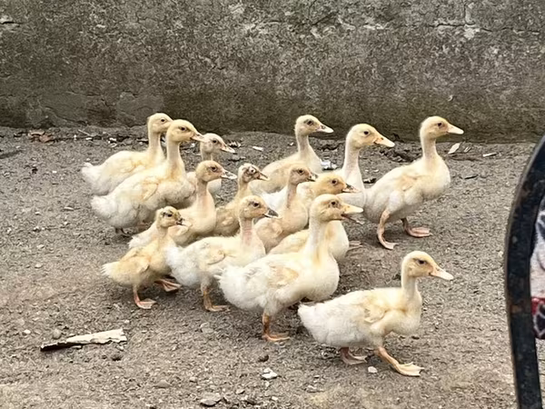 अमेरिकन पेकिन