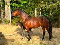 فرس, Rocky Mountain Horse — الصورة 5
