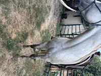 Ձի, Missouri foxtrotter — լուսանկար 4