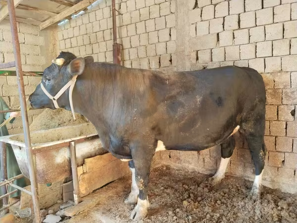Ցուլ, Խոշոր եղջերավոր