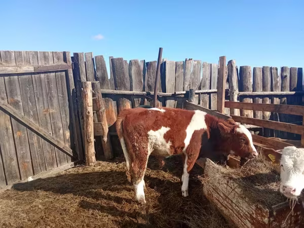 Bull, Simmental cattle