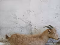 Cabra, Saanen goat — foto 1