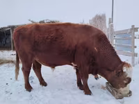 Бұқа, Swiss cattle — 2-сурет
