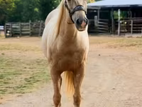 Ձի, Quarter Horse — լուսանկար 7
