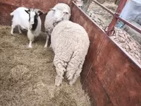 Խոյ, Ոչխարներ — լուսանկար 3