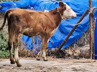 Kuh, Simmental cattle — Foto 5
