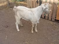 Ziegenbock, Saanen goat — Foto 2