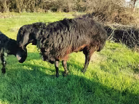 Қошқар, Tian-Shan semifinewool sheep — 6-сурет