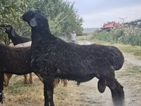 Խոյ, Ոչխարներ — լուսանկար 1