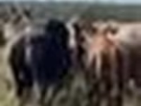 Yegua, Caballos — foto 6