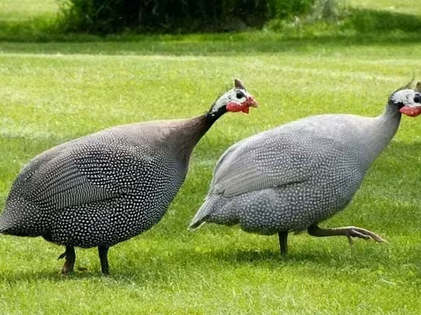 Pearl Grey — Armenia