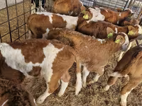 公牛, Simmental cattle — 照片 2