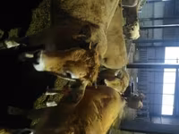 Կով, Aubrac cattle — լուսանկար 3