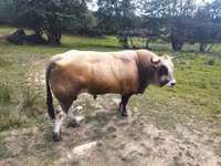 Ցուլ, Aubrac cattle — լուսանկար 2