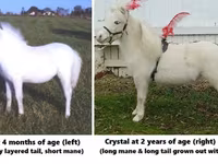 公马, Miniature horse — 照片 3