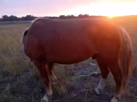 Caballo, Caballos — foto 4