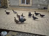 Ducks — Foto 1