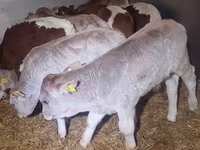 Ցուլ, Խոշոր եղջերավոր — լուսանկար 5