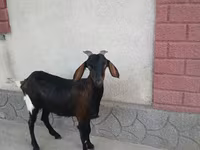Ziege, Nubian Goat — Foto 1