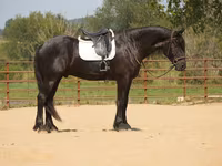 公马, Friesian — 照片 1