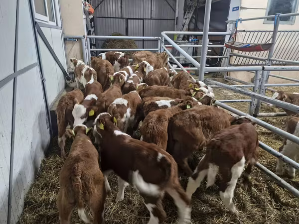 公牛, Simmental cattle
