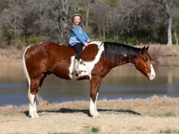 Horse (M), National Show Horse — photo 1
