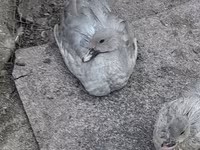 Ducks — լուսանկար 1