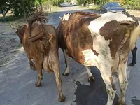 Կով, Simmental cattle — լուսանկար 1