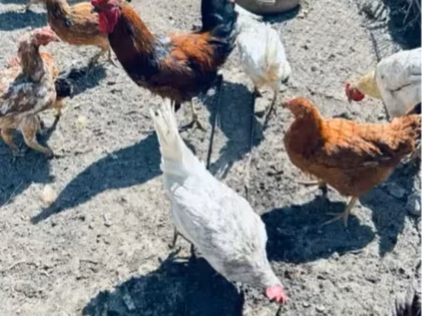 Chickens — Армения