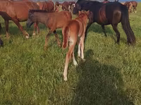 Égua, Cavalos — foto 4