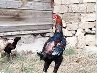 Gallinas Shamo — foto 5