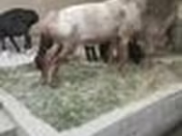 Widder, Edilbay sheep — Foto 7