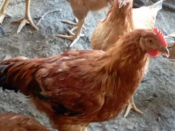 Chickens — Армения