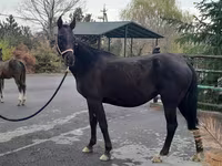 Stute, Akhal-Teke — Foto 1