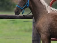 Айғыр, Black Sea breed — 4-сурет