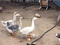 Geese — Foto 5