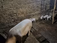 मादा सूअर, सूअर — फ़ोटो 5