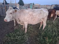 Cow, Kazakh White-headed cow — photo 3