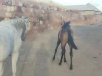 Ձի, Ձիեր — լուսանկար 5